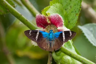 Two-barred flasher, a skipper with a blue body and brown wings, on a leaf