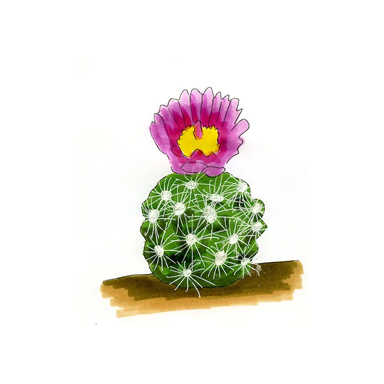 Watercolor illustration of a Uinta Basin hookless cactus (Sclerocactus wetlandicus), a round cactus crowned with a magenta flower.