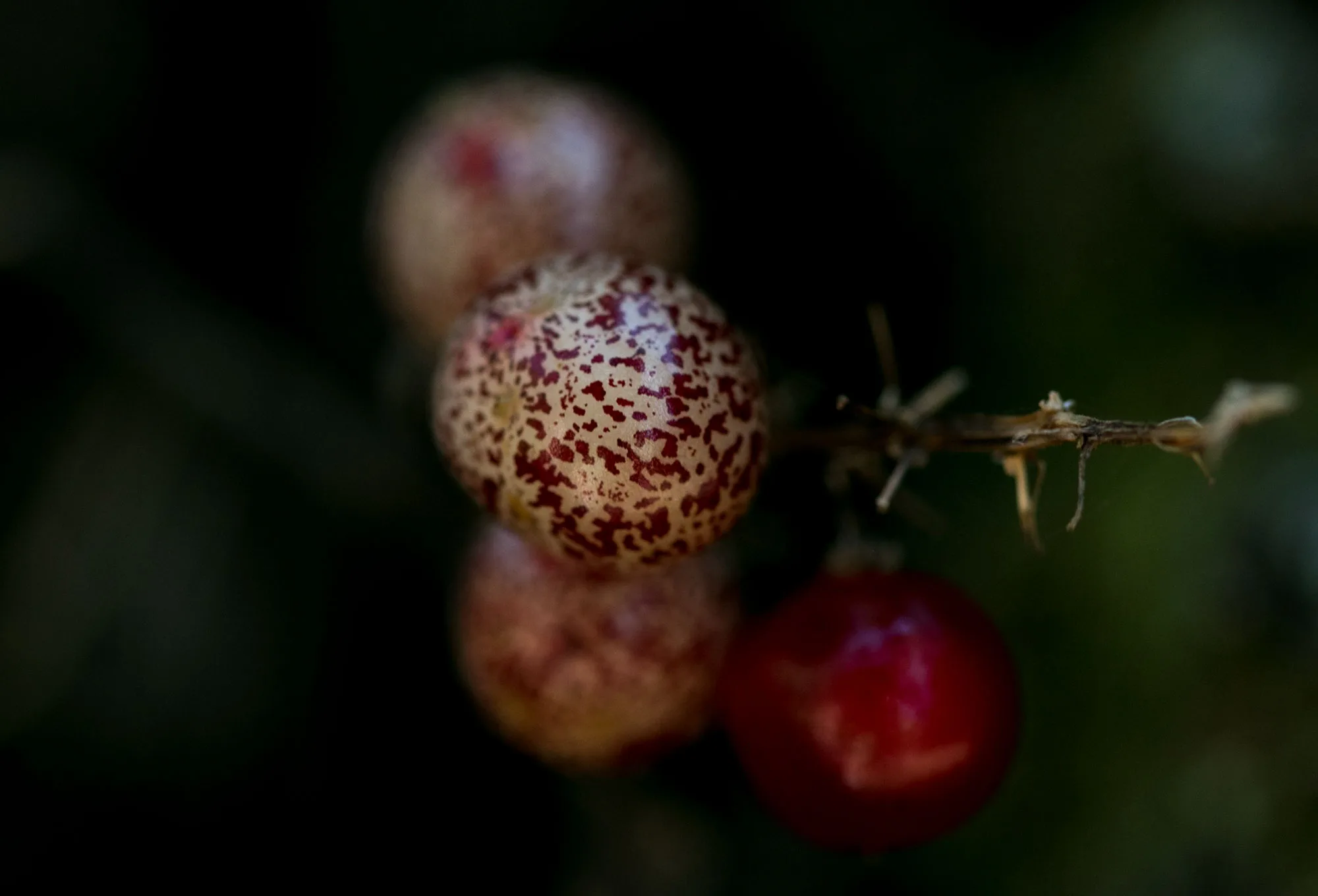 Speckled pink and red berries hanging from a thin stem against a dark background, near Pistol River Beach in southern Oregon.