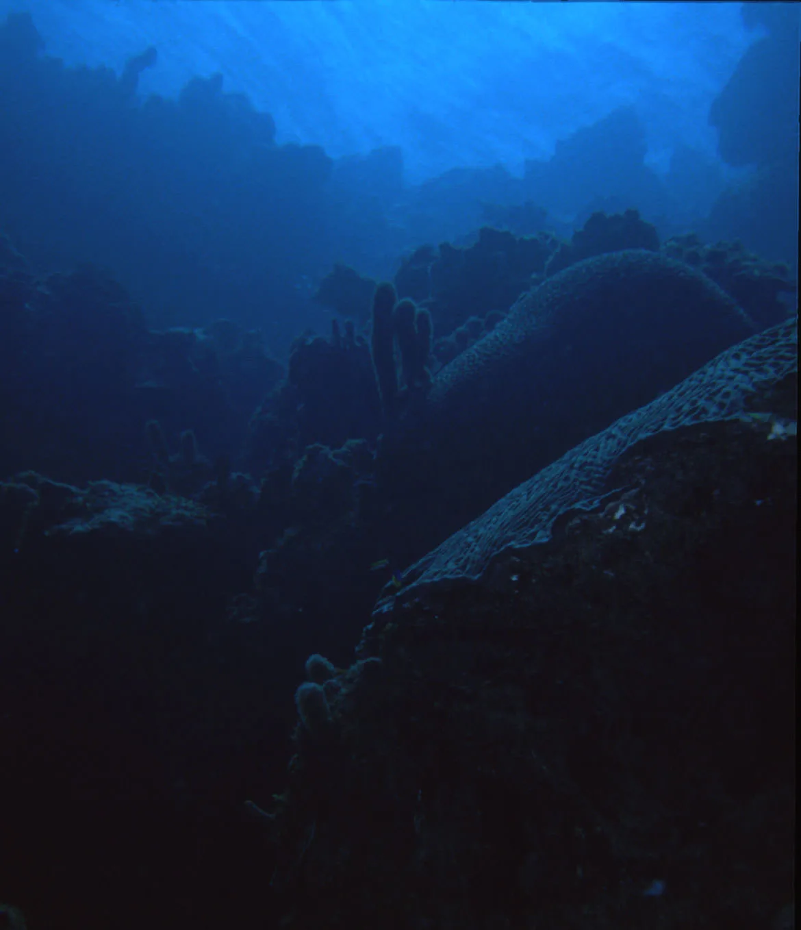 A dim blue underwater reef of coral ridges and sponges, Chub Rock