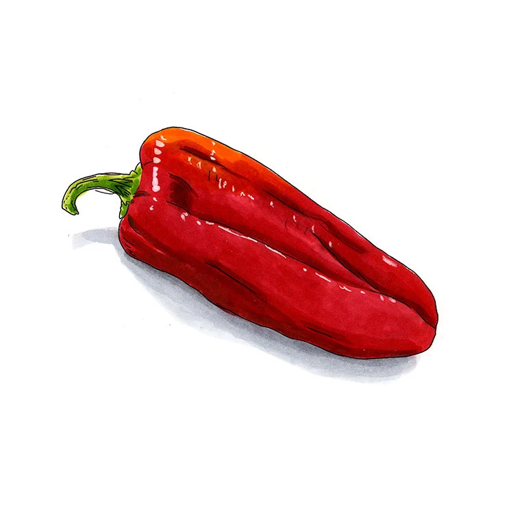 Urfa biber pepper illustrated in watercolor and ink on a white background