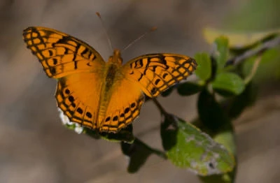Variegated Fritillary (Euptoieta claudia), Abaco Islands, Bahamas
