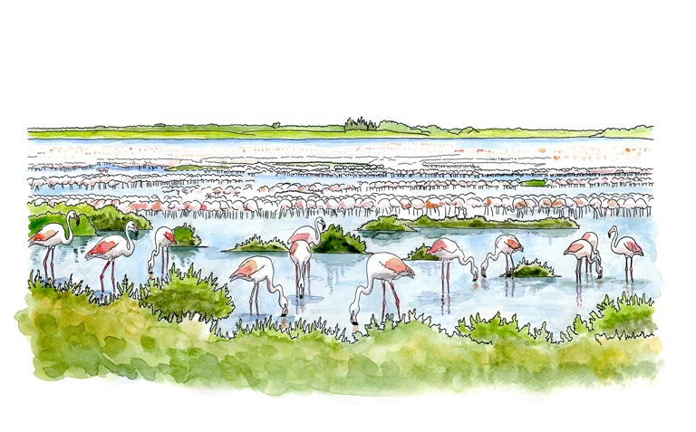Flamingos in the lagoon at Vendicari
