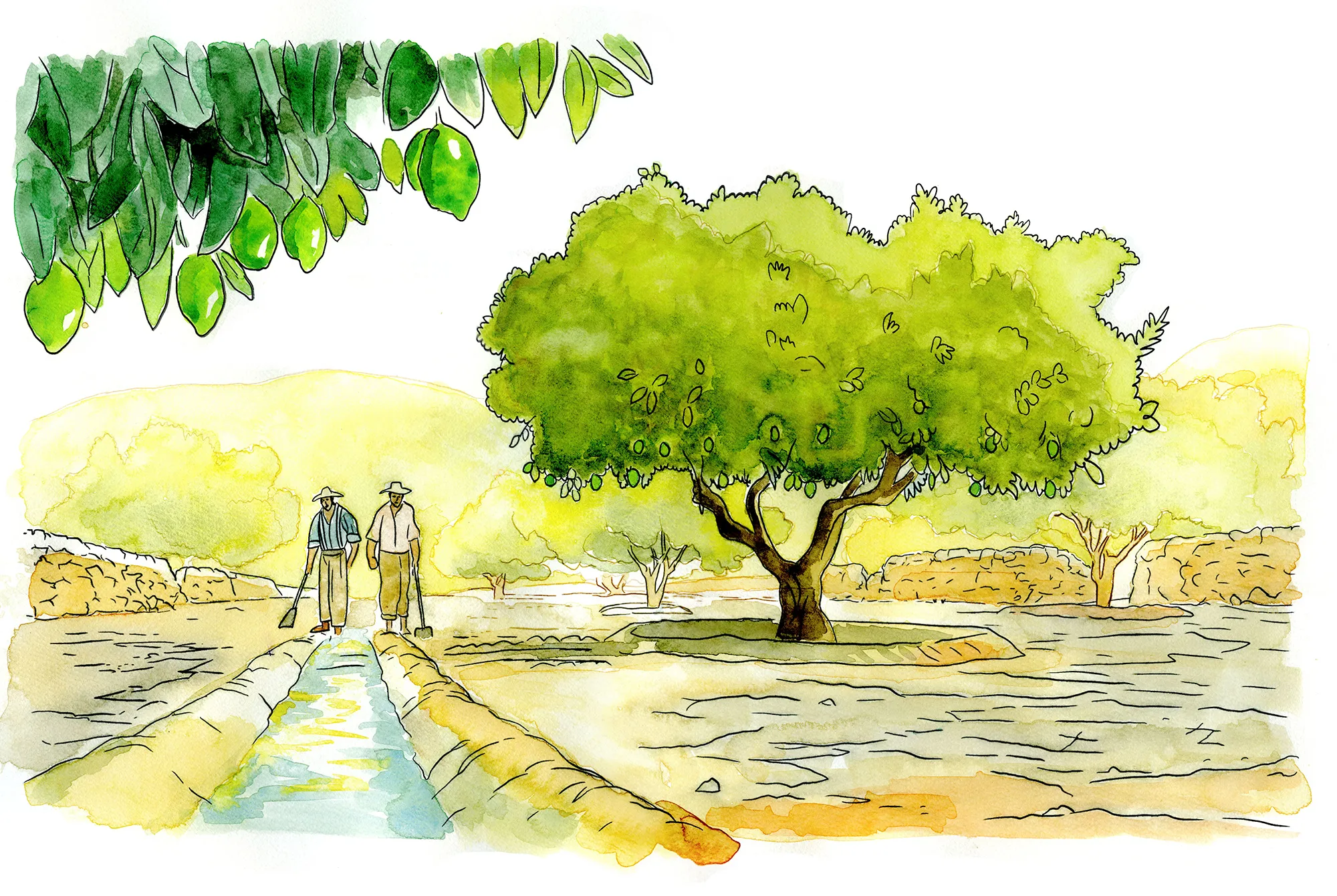 Ink and watercolor sketch of two citrus farmers near Ortigia preparing to flood a parched Femminello lemon tree, the summer watering that forces the Verdello crop.