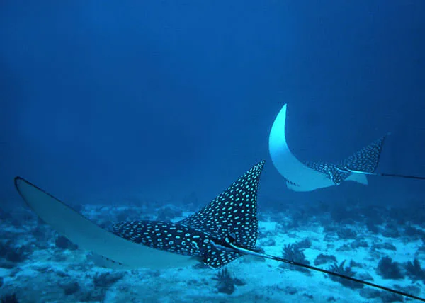 Leopard Rays near the reef of Great Guana Cay
