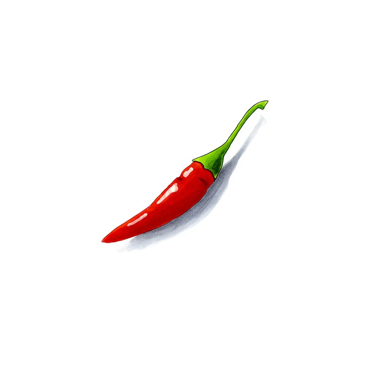 Vietnamese bird's eye pepper illustrated in watercolor and ink on a white background