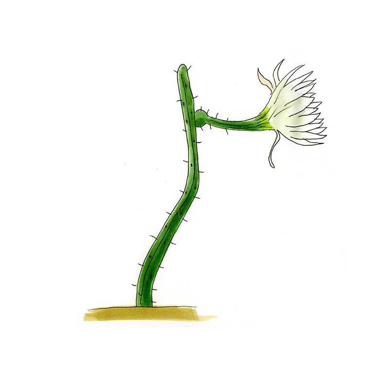 Watercolor illustration of a vine-like moonlight cactus (Selenicereus spinulosus), a thin climbing stem bearing one large white flower.