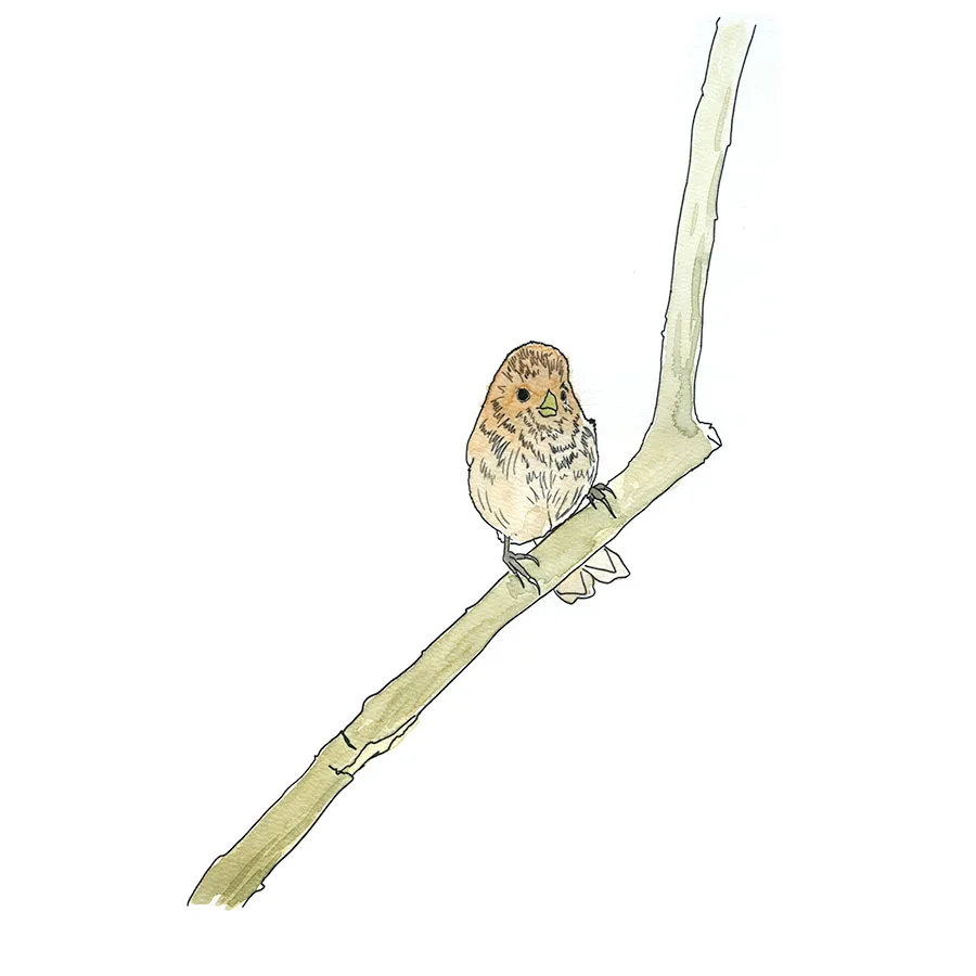 Watercolor sketch of a Vinous-throated Parrotbill perched on a bare branch, drawn near the Yeocha-ri tidal flats on Ganghwa Island.