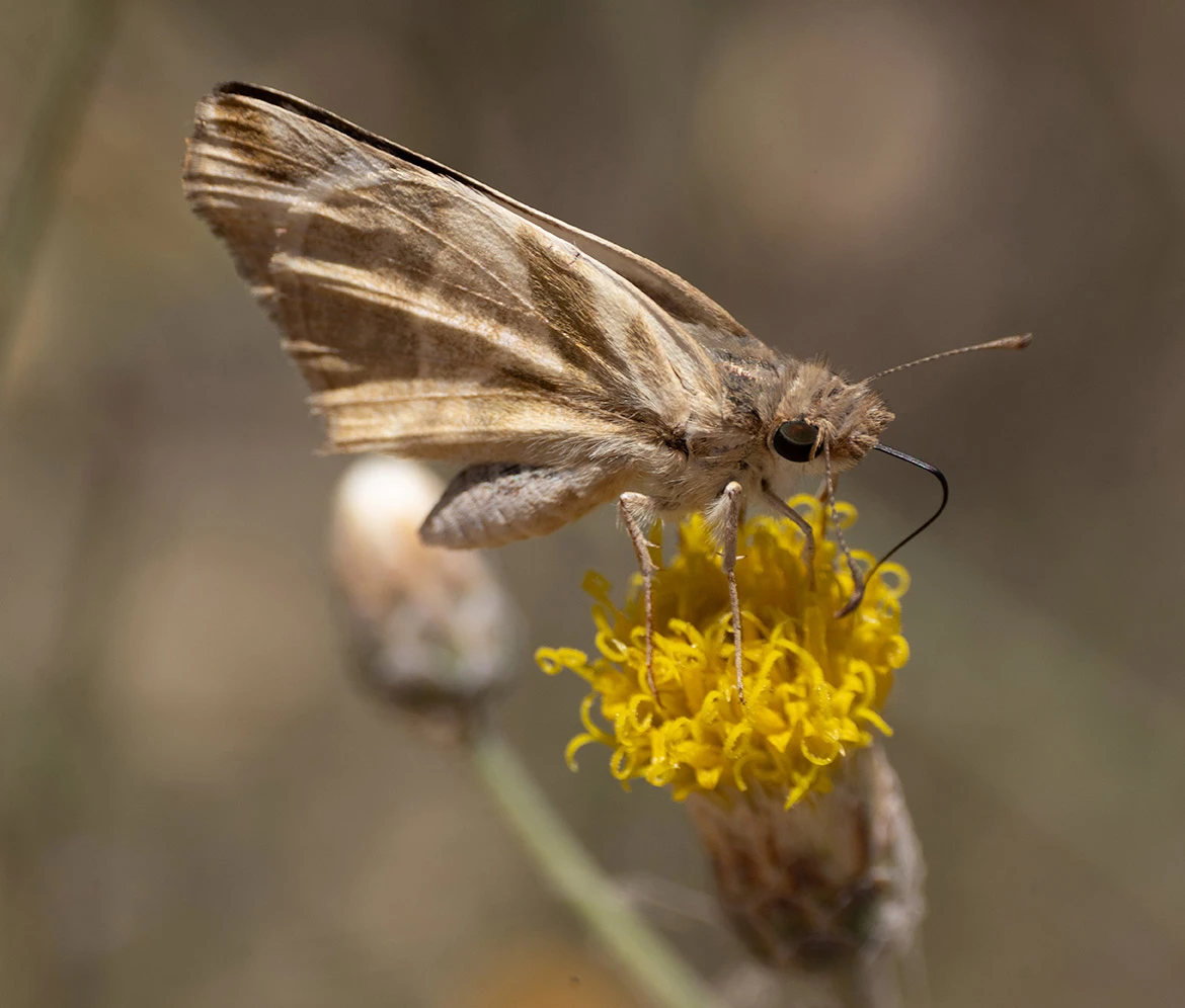 Violet-banded Skipper butterfly (Nyctelius nyctelius), Loreto, Baja California Sur, Mexico