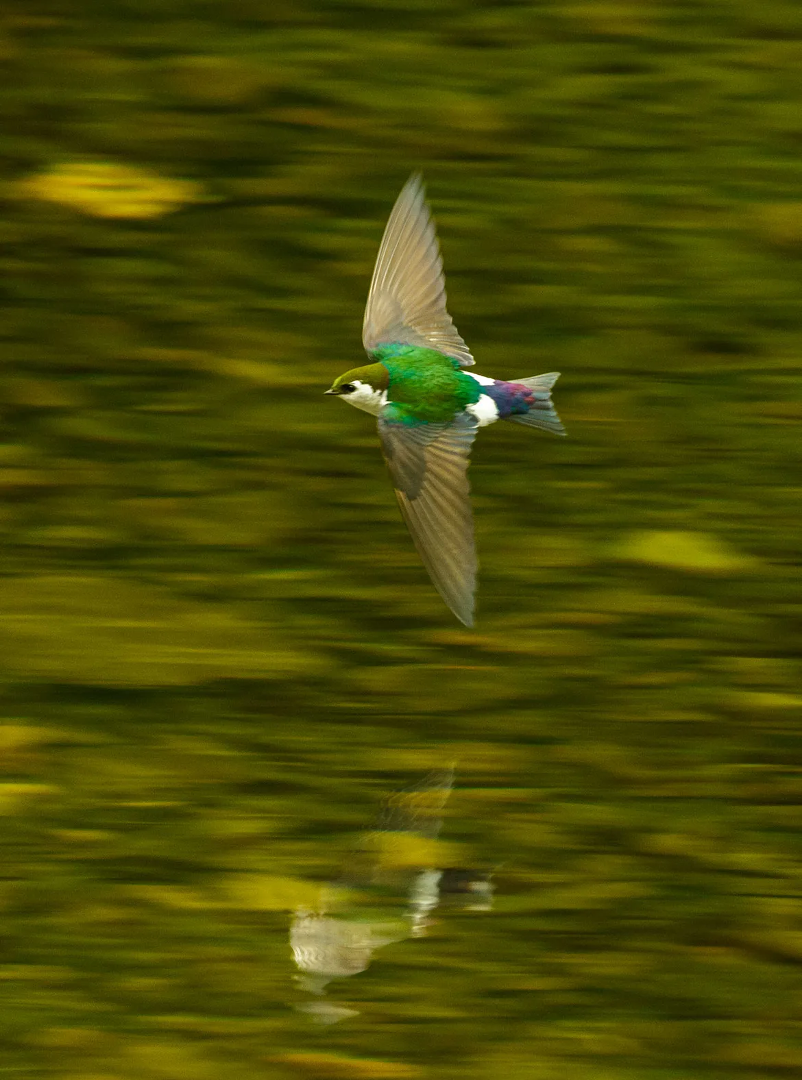 A violet-green swallow skimming low over the green surface of a forest river, wings swept back.
