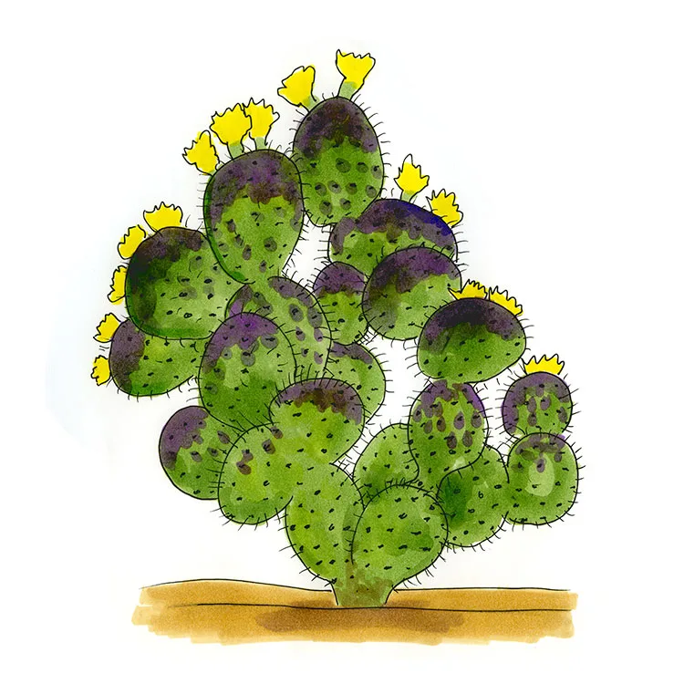 Watercolor illustration of a violet pricklypear (Opuntia gosseliniana), purple-tinged pads with yellow flowers along the edges.
