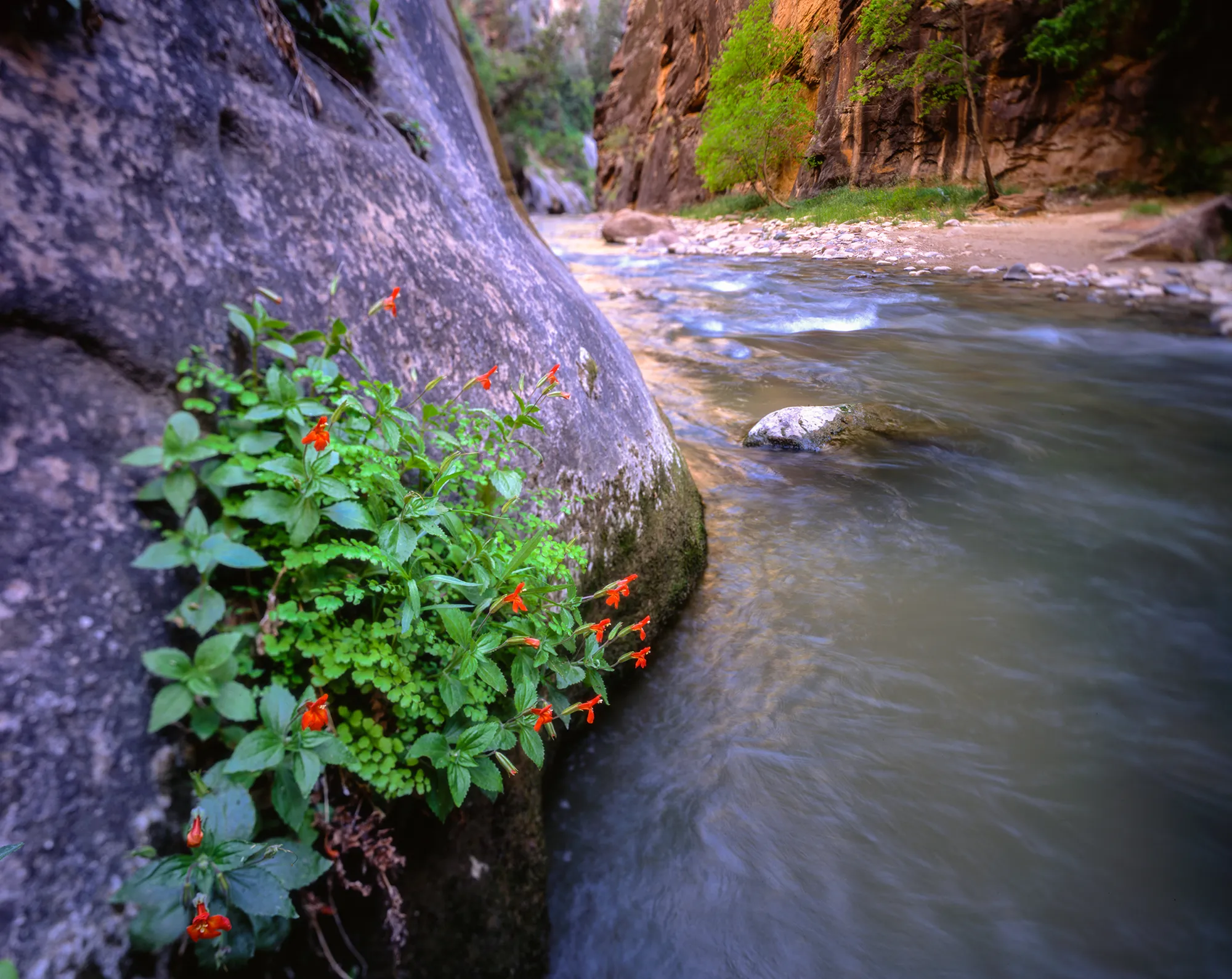 The Virgin River flowing through the red-walled Zion Narrows, scarlet monkeyflowers blooming on a streamside boulder