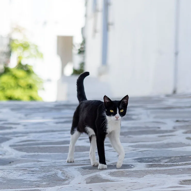 Alley cat wandering the quiet early-morning streets of Lefkes, Paros, Greece, in soft dawn light.