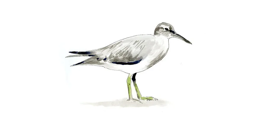 Wandering Tattler Sketch