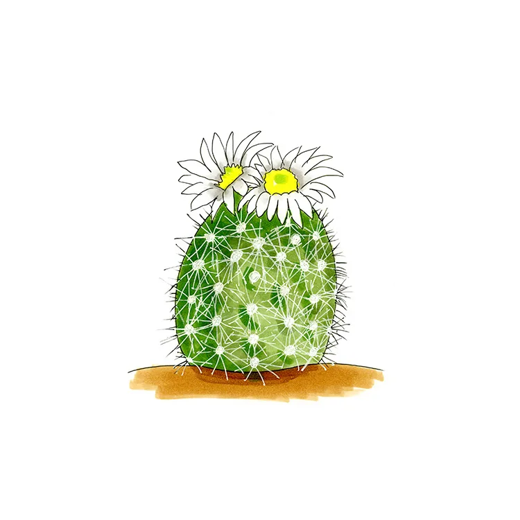 Watercolor illustration of Warnock's fishhook cactus (Echinomastus warnockii), a spiny oval cactus topped with two white flowers.
