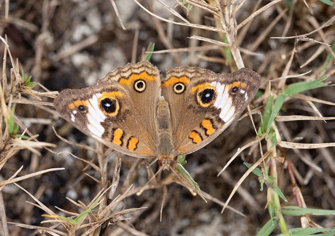West Indian Mangrove Buckeye (Junonia genoveva), Treasure Cay, Abaco, Bahamas