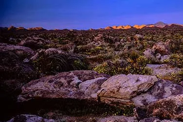 Joshua Tree, Western Mojave, California