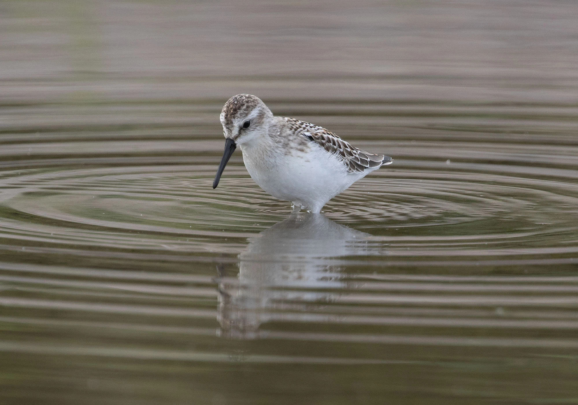 Western Sandpiper wading in calm tidal water at Shi Shi Beach, Washington.
