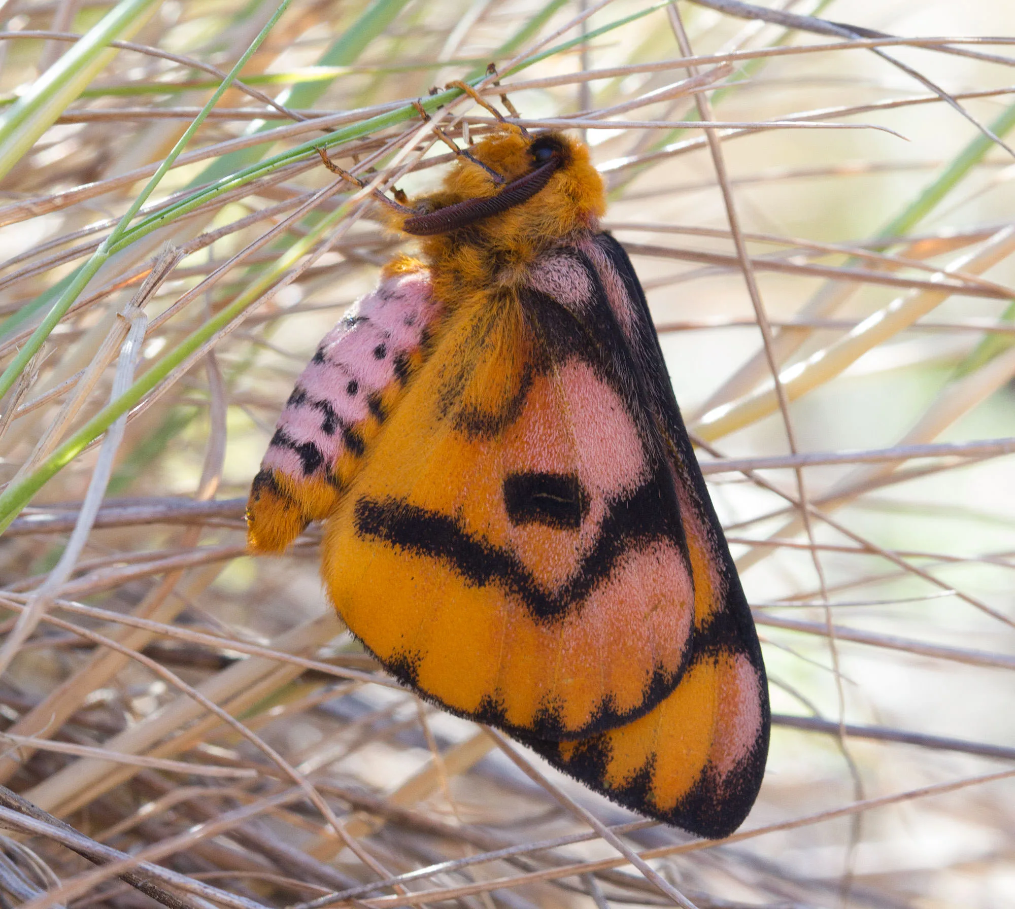A western sheep moth (Hemileuca eglanterina), orange wings banded with black, resting on the ground