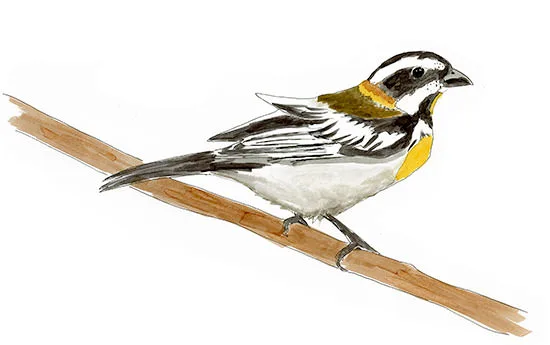 Watercolor and Copic marker sketch of a Western Spindalis (Spindalis zena), by Erik Gauger.