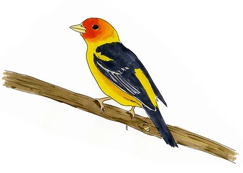 Watercolor and Copic marker sketch of a Western Tanager (Piranga ludoviciana), by Erik Gauger.