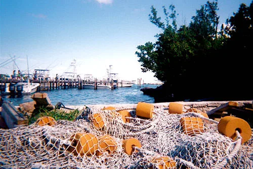 Guana Protest Signs