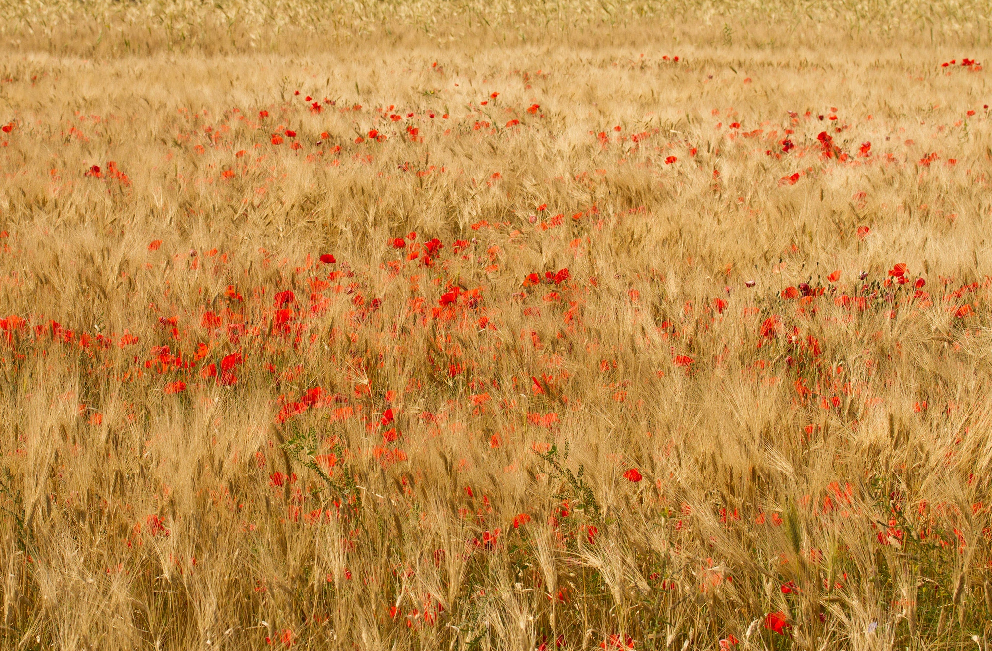 Traditional Sicilian wheat field dotted with wild poppies near Trapani, illustrating agricultural biodiversity beyond genetically modified monocultures.