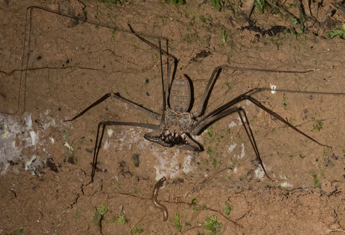 Whip scorpion (Heterophrynus elaphus) from Tambopata, Peru with raptorial pedipalps