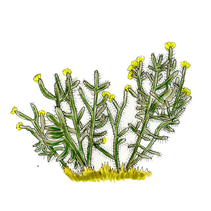 Watercolor illustration of a Whipple cholla (Cylindropuntia whipplei), a low, spreading shrub of thin stems with yellow flowers.