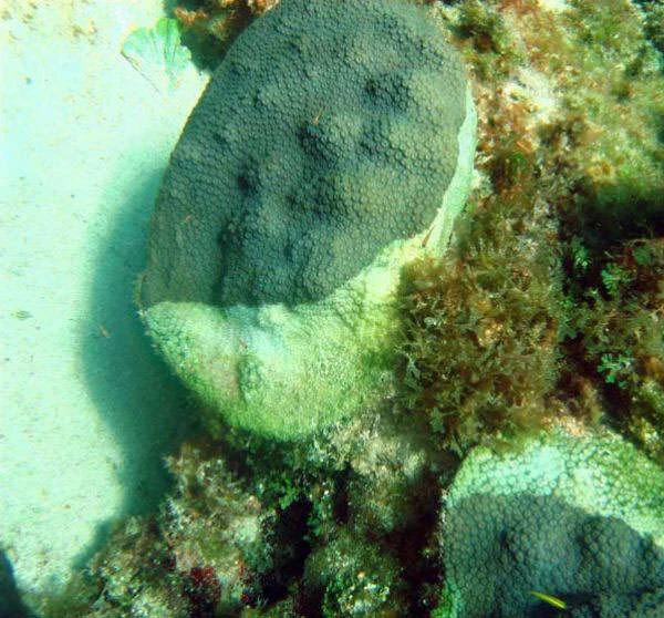 White Band Disease