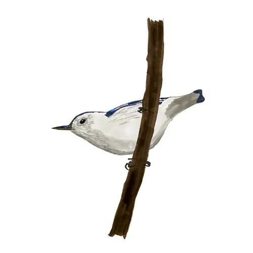 Watercolor and Copic marker sketch of a White-breasted Nuthatch (Sitta carolinensis), by Erik Gauger.