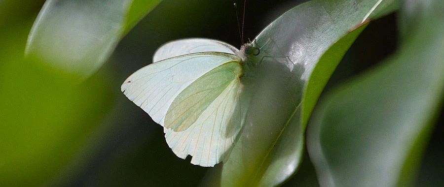 Great Southern White (Ascia monuste), Abaco, Bahamas