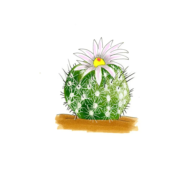 Watercolor illustration of a white fishhook cactus (Echinomastus intertextus), a round cactus with a pale pink and white flower.