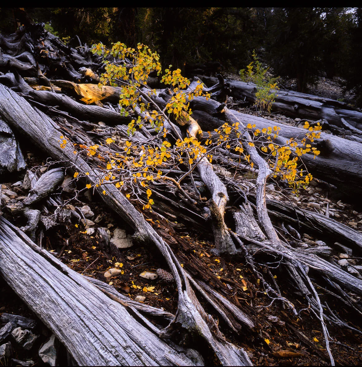 A small aspen in gold autumn leaf rising among a jumble of silvered, fallen pine logs in California's White Mountains