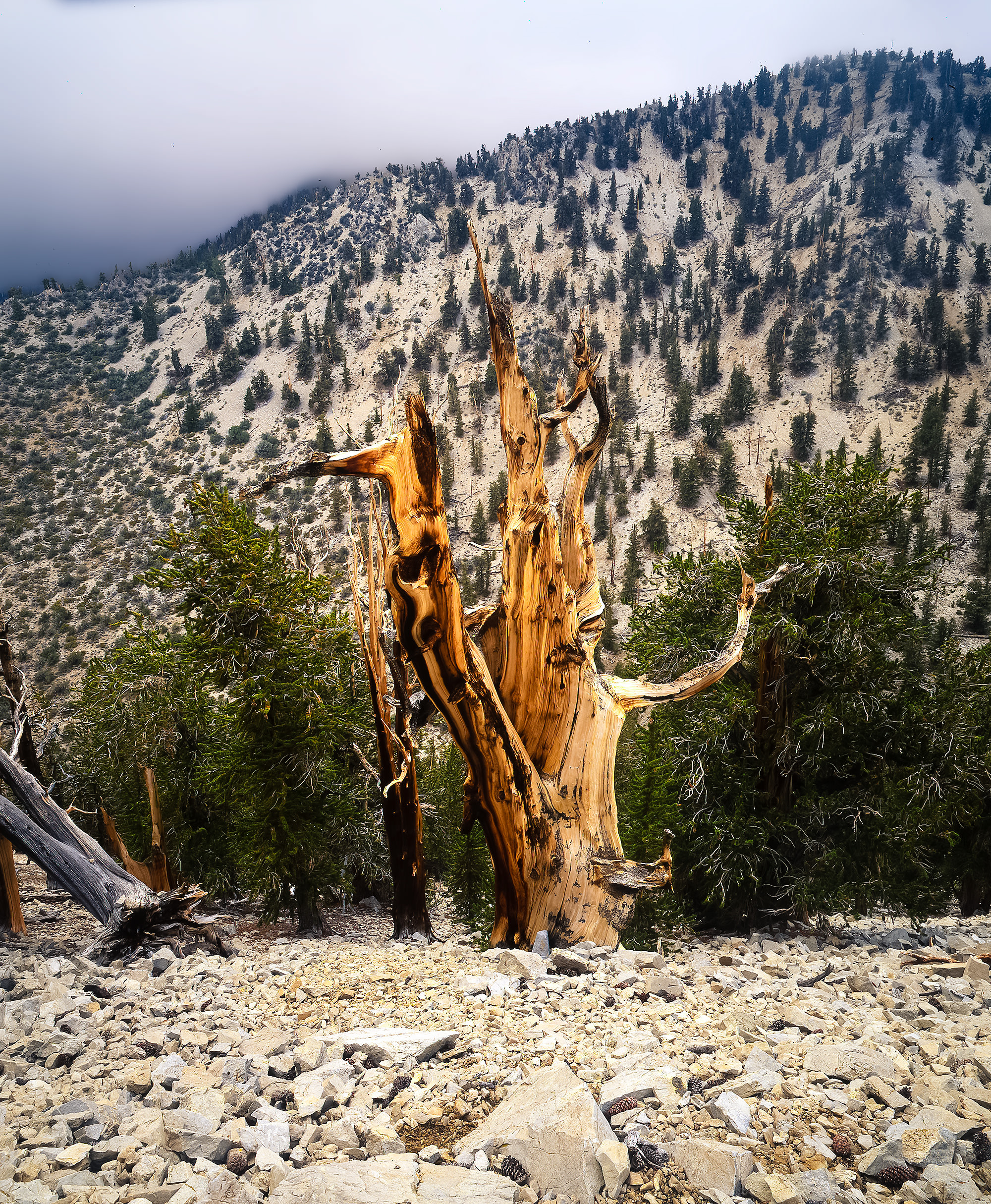 Bristlecone Pines in the White Mountains