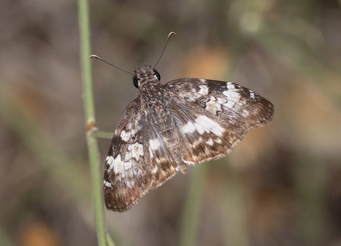 White-patched Skipper (Chiomara asychis), Loreto, Baja California Sur, Mexico
