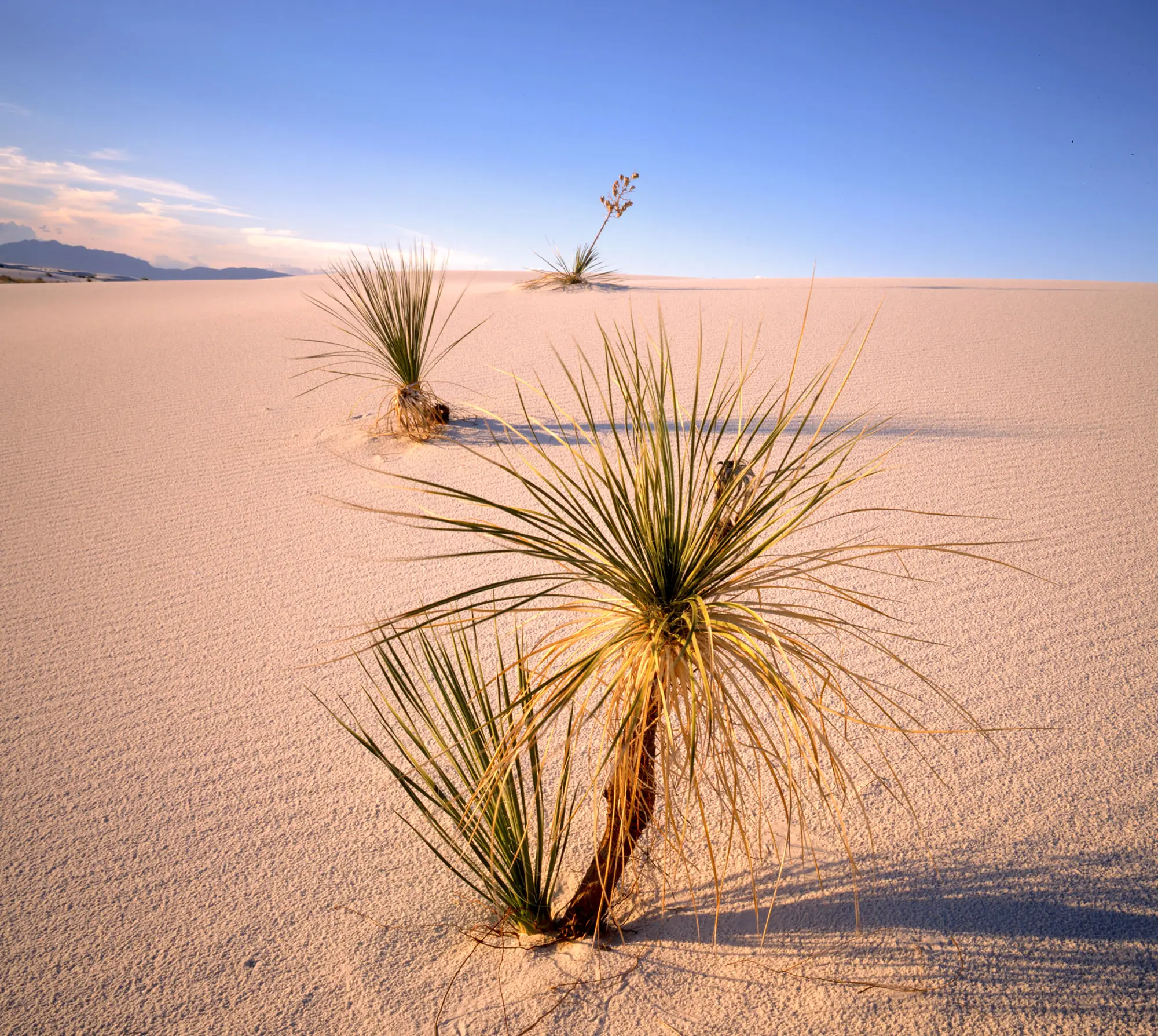 Soaptree yuccas (Yucca elata) growing from smooth white gypsum dunes under a clear blue sky at White Sands National Park.