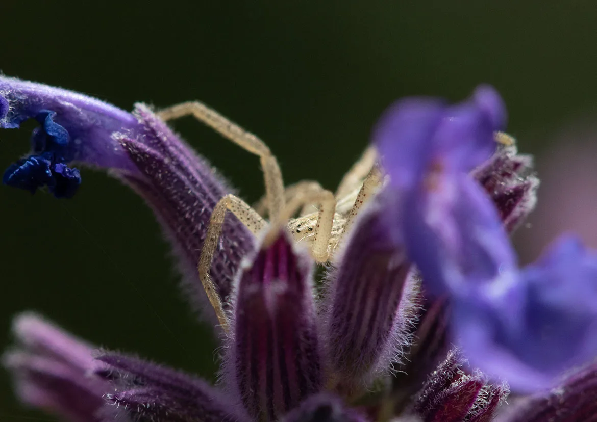 White-banded Crab Spider (Misumenoides formosipes) near Summer Lake, Oregon, pale beige spider on lavender bloom