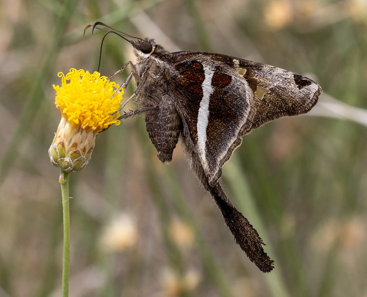 White-striped Longtail butterfly (Chioides albofasciatus), Loreto, Baja California Sur, Mexico