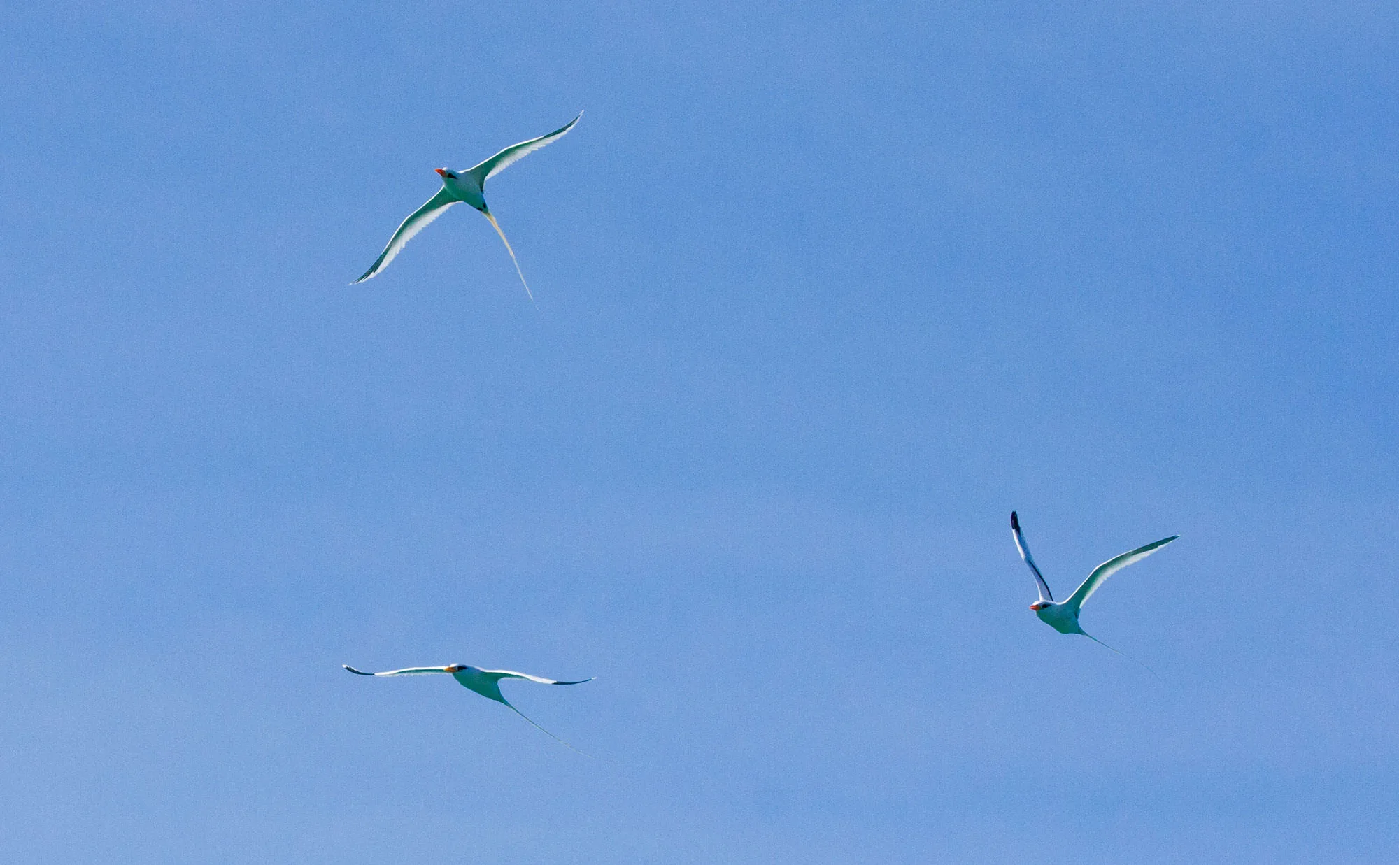 White-tailed Tropicbirds flying near their nesting grounds in Southern Abaco.