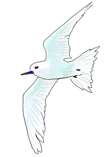 Watercolor and Copic marker sketch of a Blue-billed White-Tern (Gygis candida), by Erik Gauger.