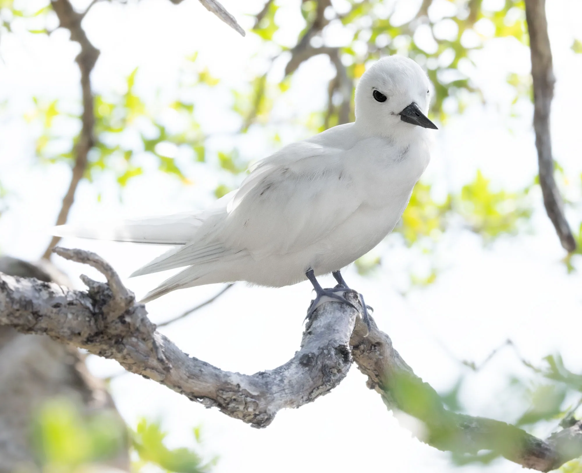 A white tern (Gygis alba) perched on a branch on Tikehau, its black eye and bill standing out against white feathers.