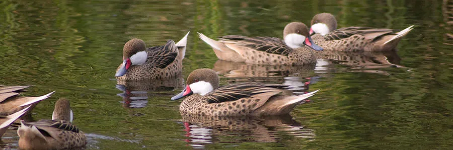 White Cheeked Pintail