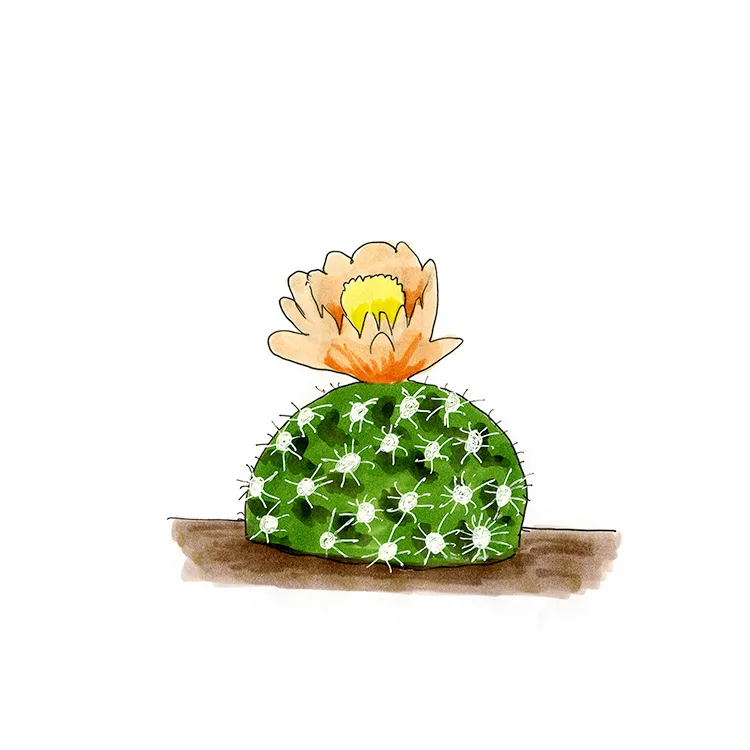 Watercolor illustration of Winkler's cactus (Pediocactus winkleri), a small spiny dome with a peach-colored flower.