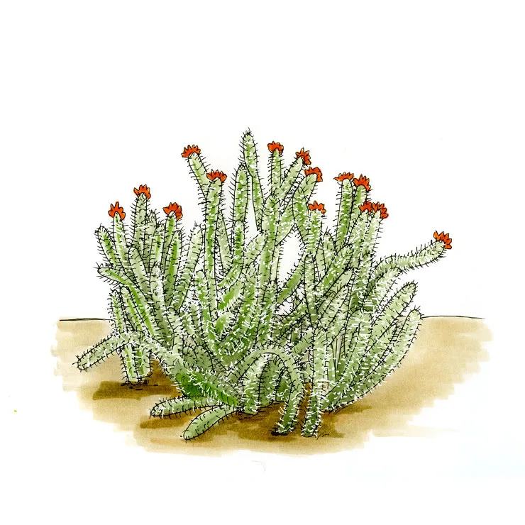 Watercolor illustration of Wolf's cholla, a low clump of pale spiny stems with red flowers at the tips.