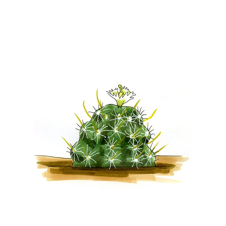Watercolor illustration of Wright's fishhook cactus (Sclerocactus wrightiae), a low, flattened cactus with yellow spines and a small white flower.