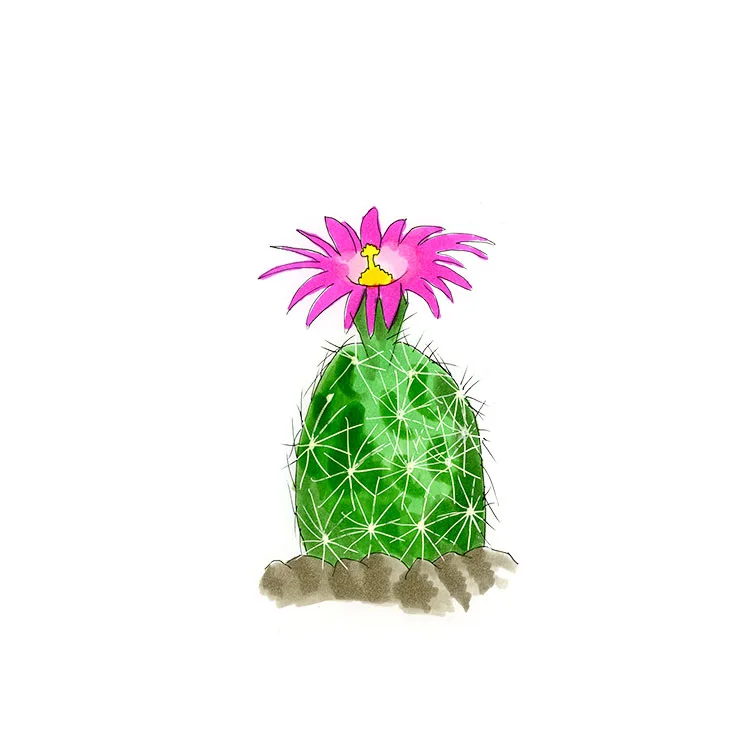 Watercolor illustration of Wright's nipple cactus (Mammillaria wrightii), a round green cactus topped with a bright magenta flower.