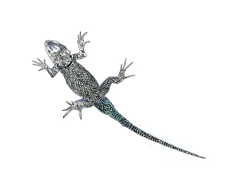 Copic and watercolor sketch of Yarrow's Spiny Lizard (Sceloporus jarrovii)
