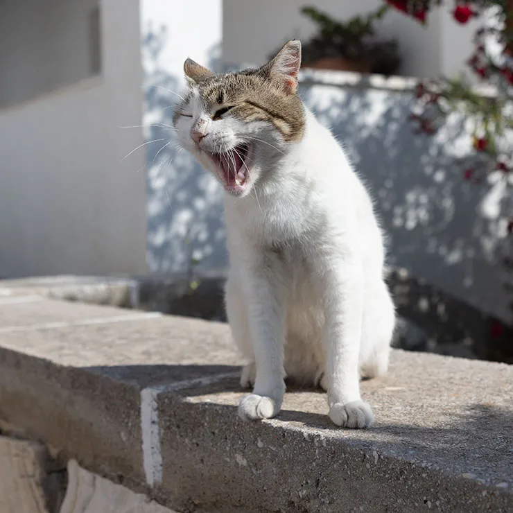 Striped alley cat mid-yawn, caught in a beam of golden afternoon sun on stone pavement.