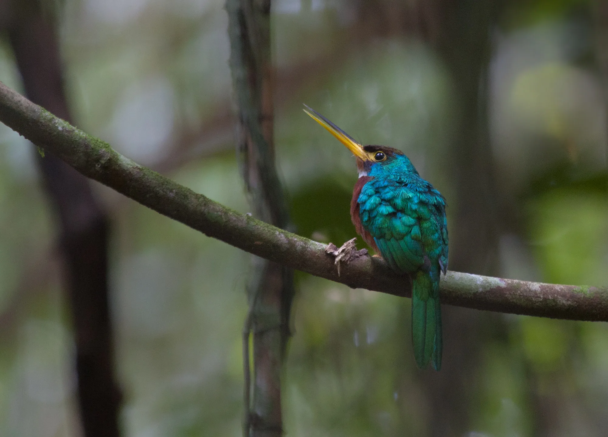 Yellow-billed Jacamar near the Napo River